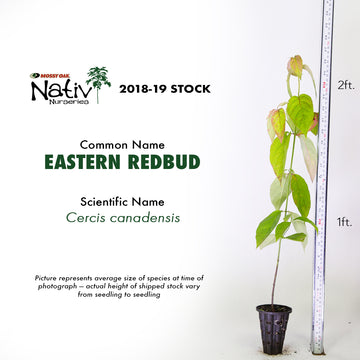 image of Eastern Redbud showcasing height.